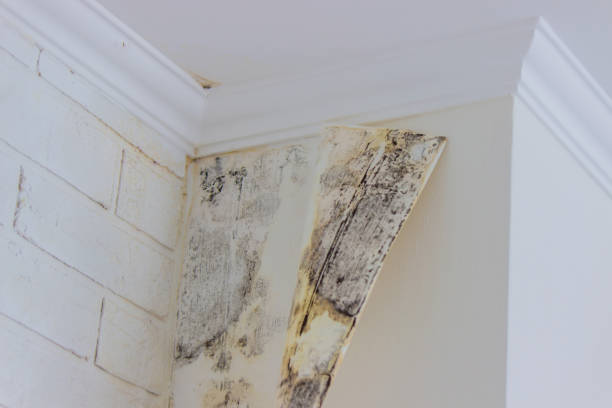 Best Black Mold Removal  in Huntsville, AR